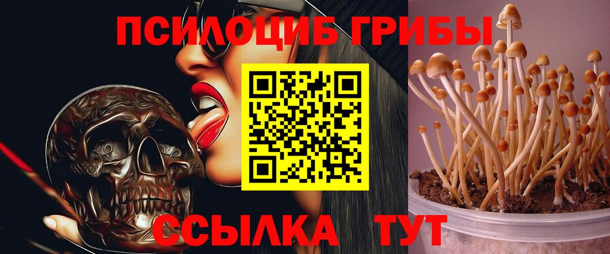 Карачаевск  Псилоцибиновые грибы Magic Shrooms  Вход с VPN 